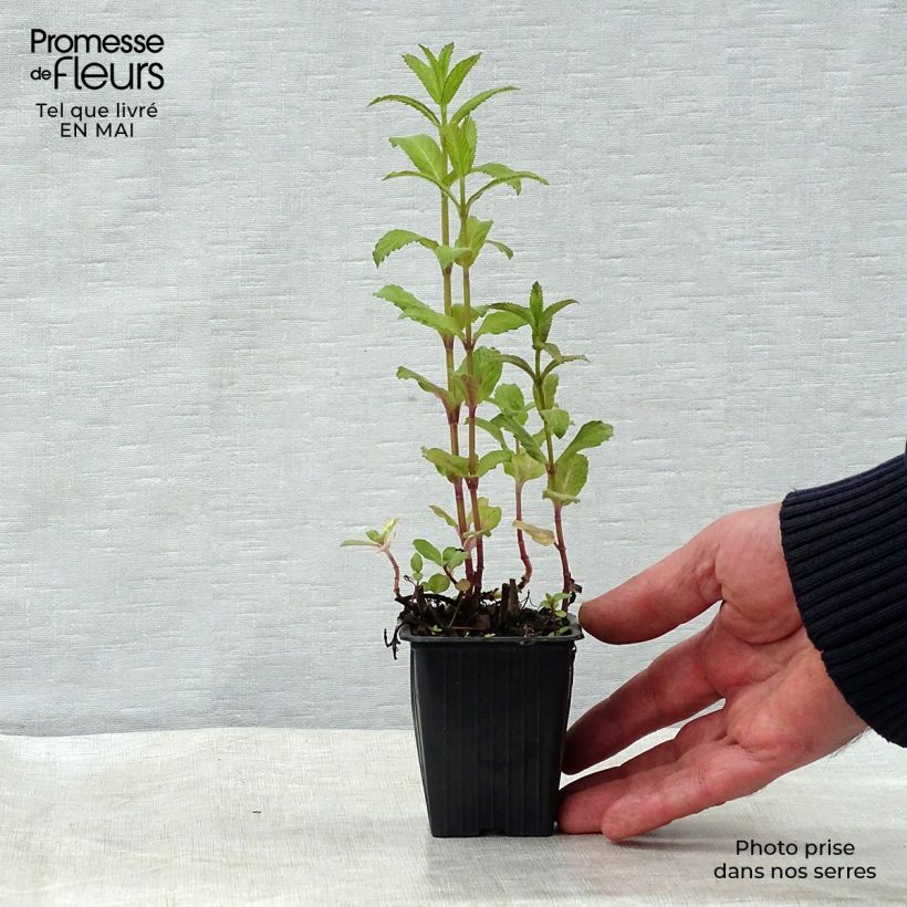 Example of Pfefferminze Swiss - Mentha piperita Kleine Töpfe von 8/9 cm as you get in printemps