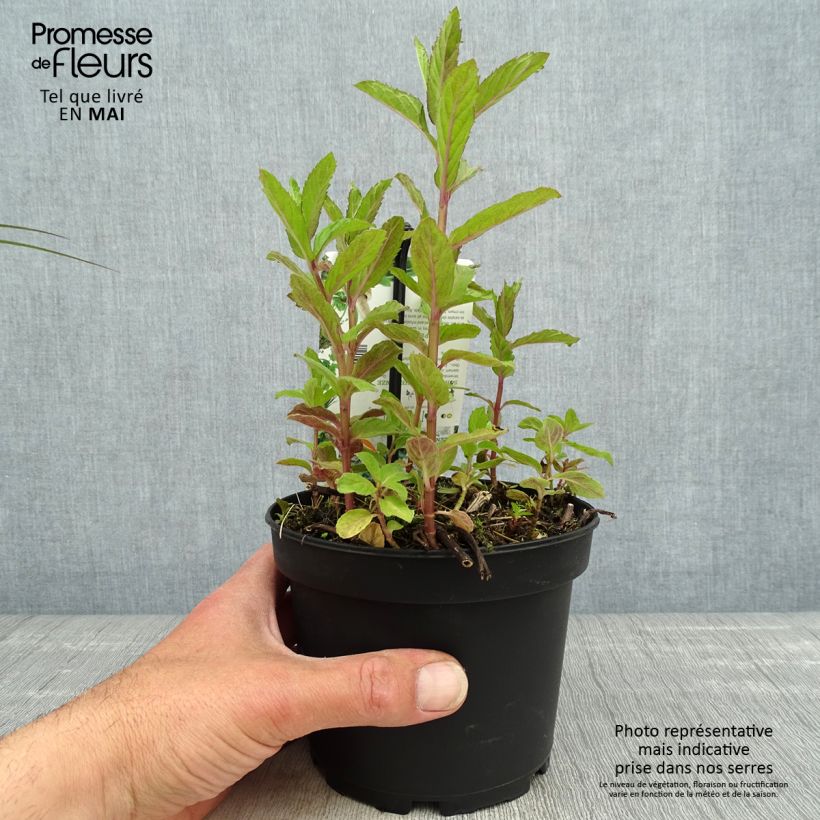 Example of Pfefferminze Swiss - Mentha piperita Topf mit 1,5L/2L as you get in printemps