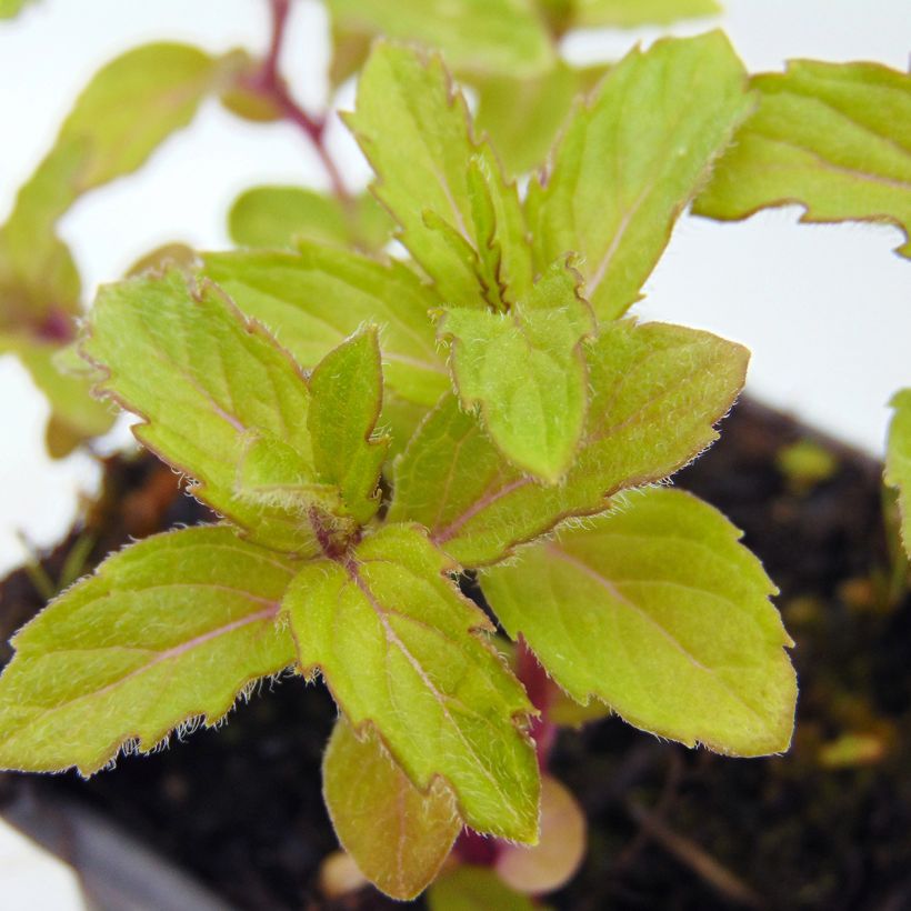 Pfefferminze Swiss - Mentha piperita (Foliage)