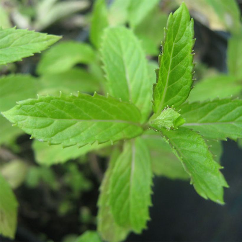 Suriso-Minze - Mentha suriso (Foliage)