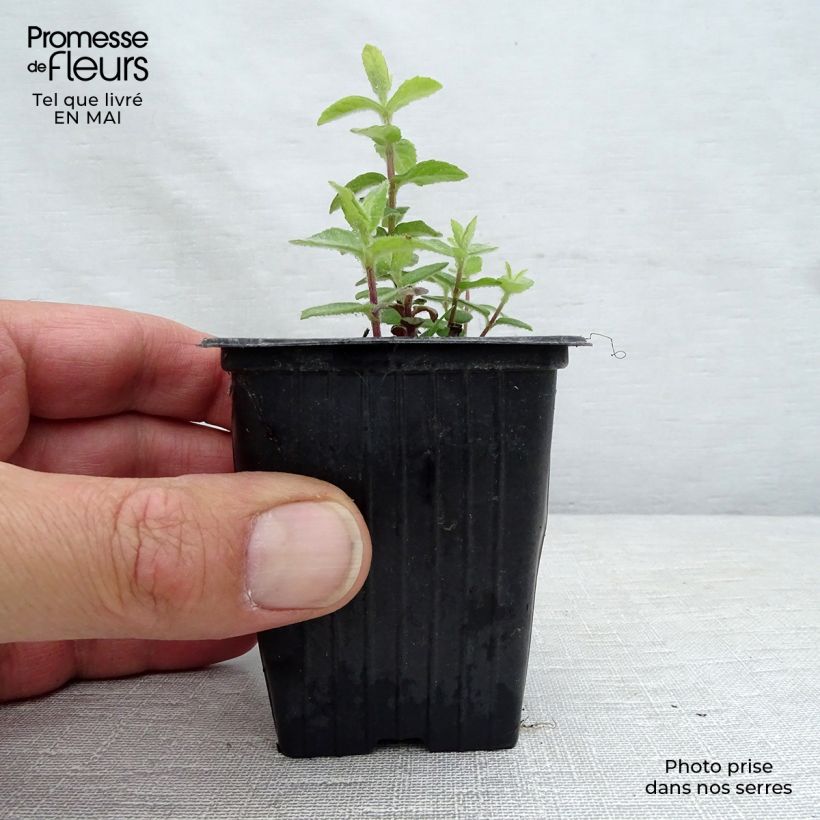 Example of Feigen Minze - Mentha tomentosa Kleine Töpfe von 8/9 cm as you get in printemps