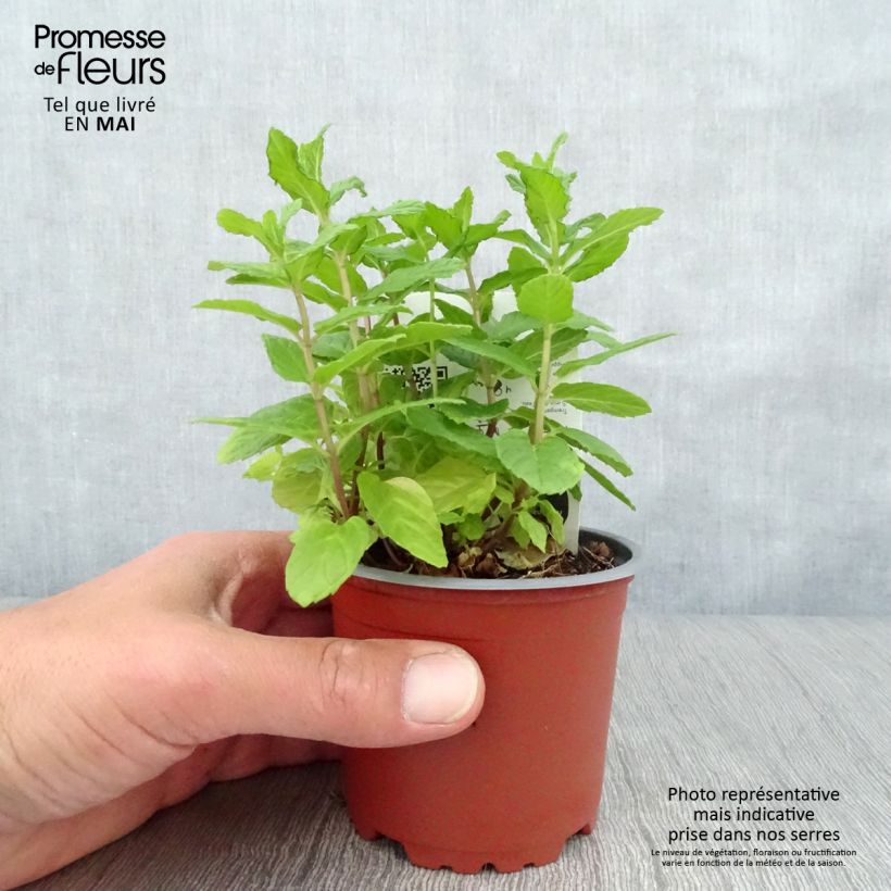 Exemplar von Ähren-Minze Bio - Mentha spicata Topf 10 cm/11cm wie im Frühjahr geliefert