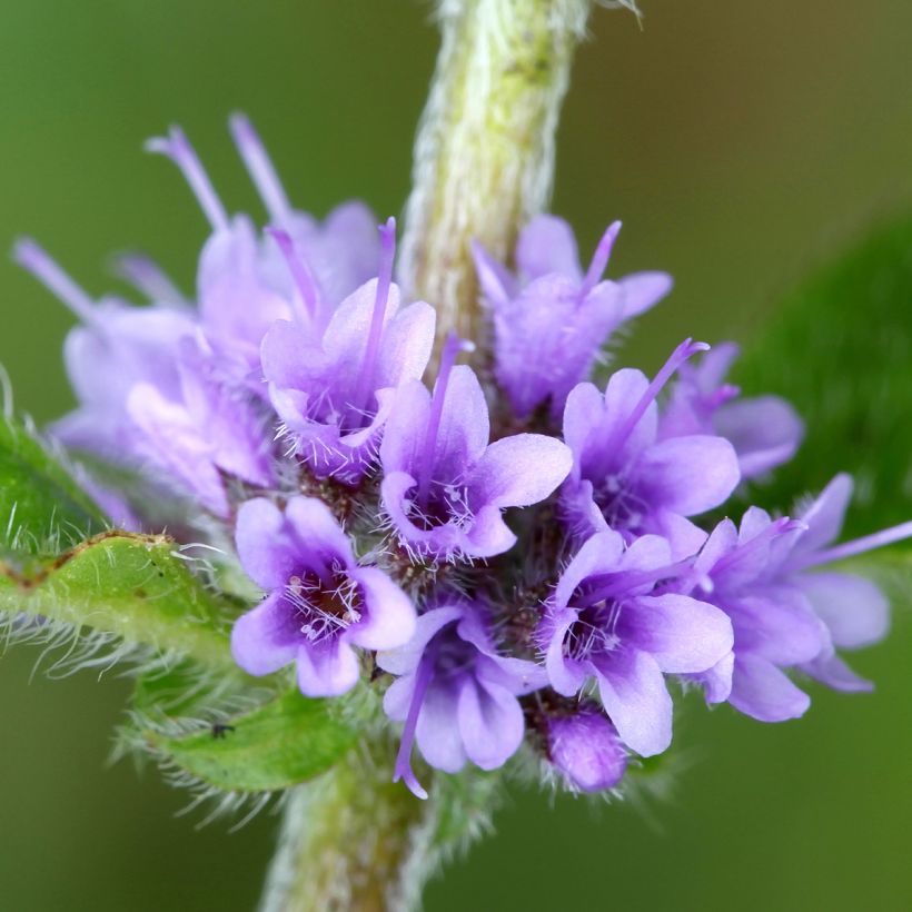 Acker-Minze - Mentha arvensis (Blüte)