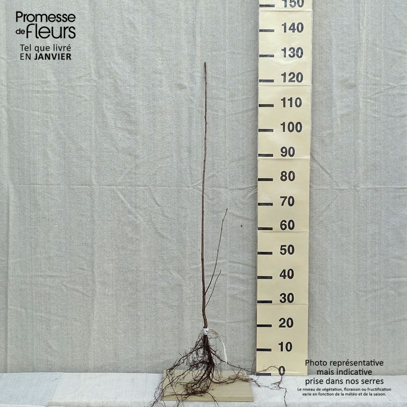 Exemplar von Kirschbaum - Prunus avium Wurzelnackt wie im Winter geliefert