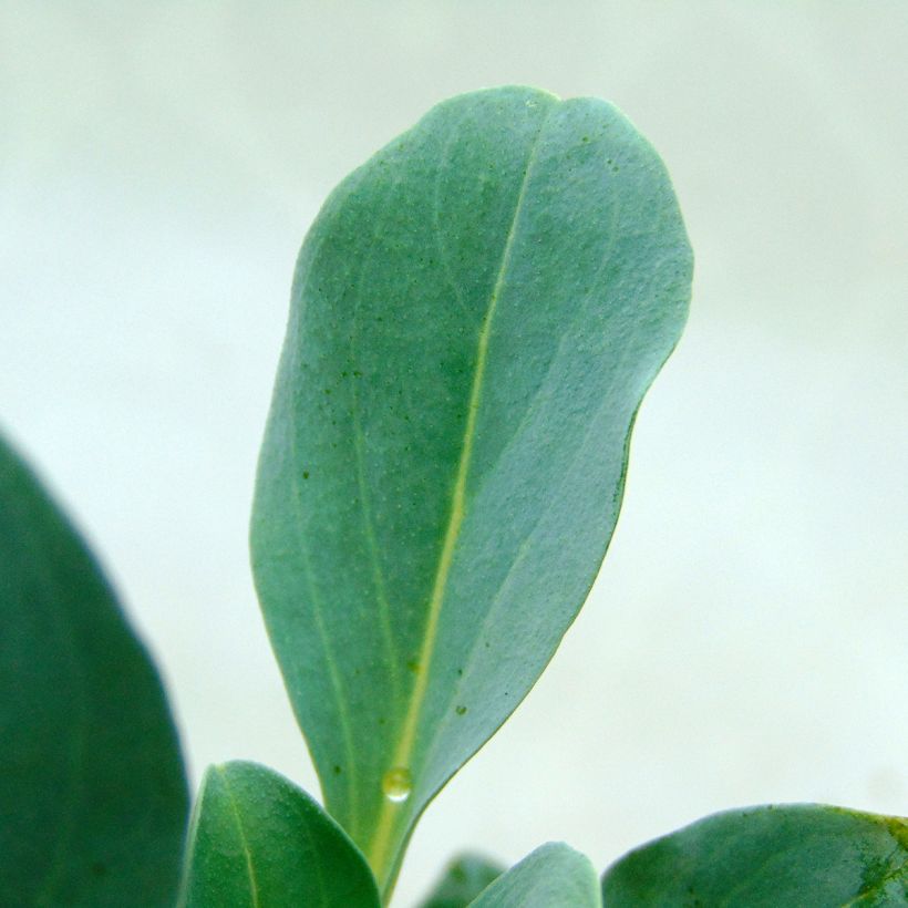 Pferdezunge - Mertensia maritima (Foliage)