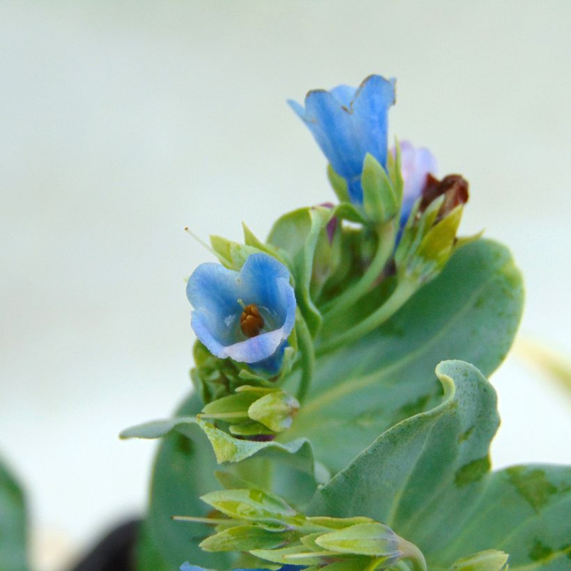 Pferdezunge - Mertensia maritima (Flowering)