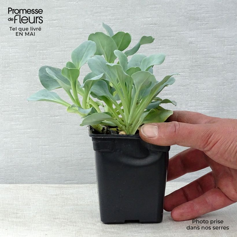 Exemplar von Mertensia maritima BIO - Huître végétale en godet wie im Frühjahr geliefert