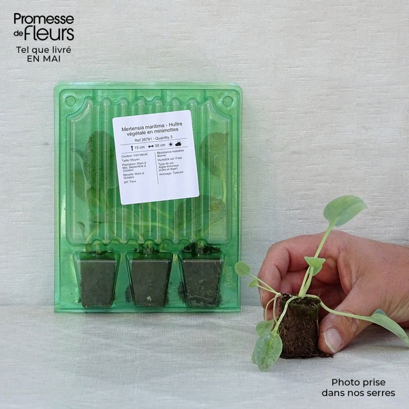 Example of Pferdezunge - Mertensia maritima Mini-Plug Ø 3/4 cm as you get in printemps