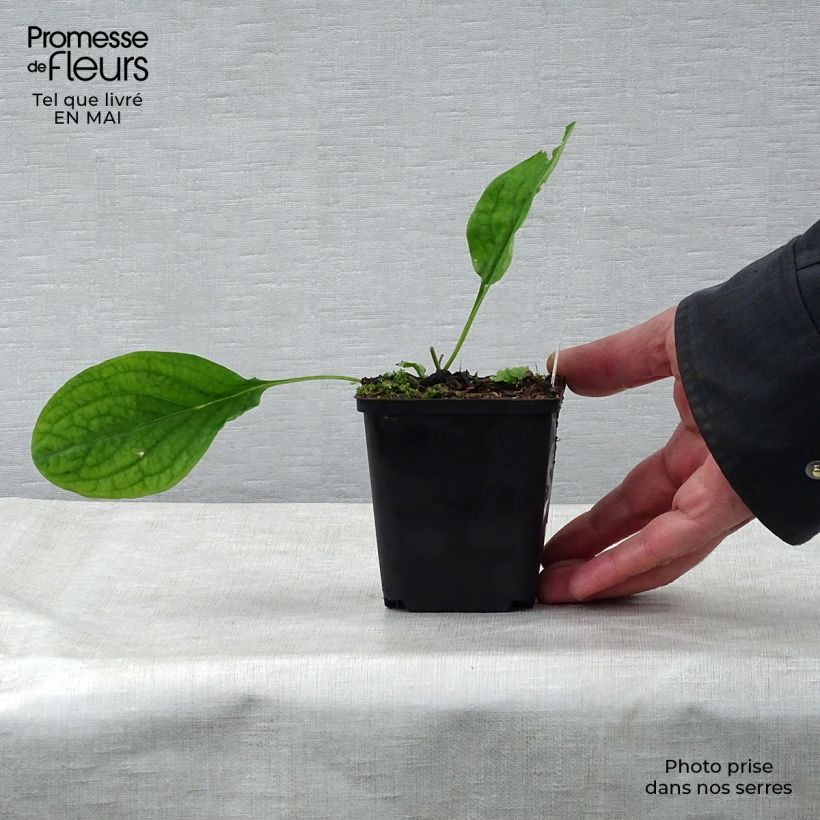 Exemplar von Mertensia virginica - Virginisches Blauglöckchen Kleine Töpfe von 8/9 cm wie im Frühjahr geliefert