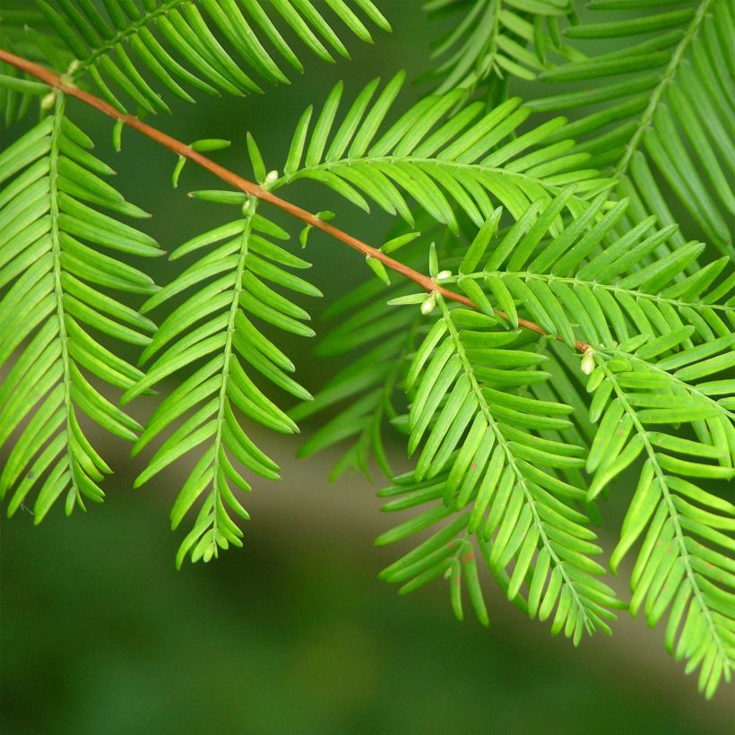 Metasequoia glyptostroboides - Urweltmammutbaum (Foliage)