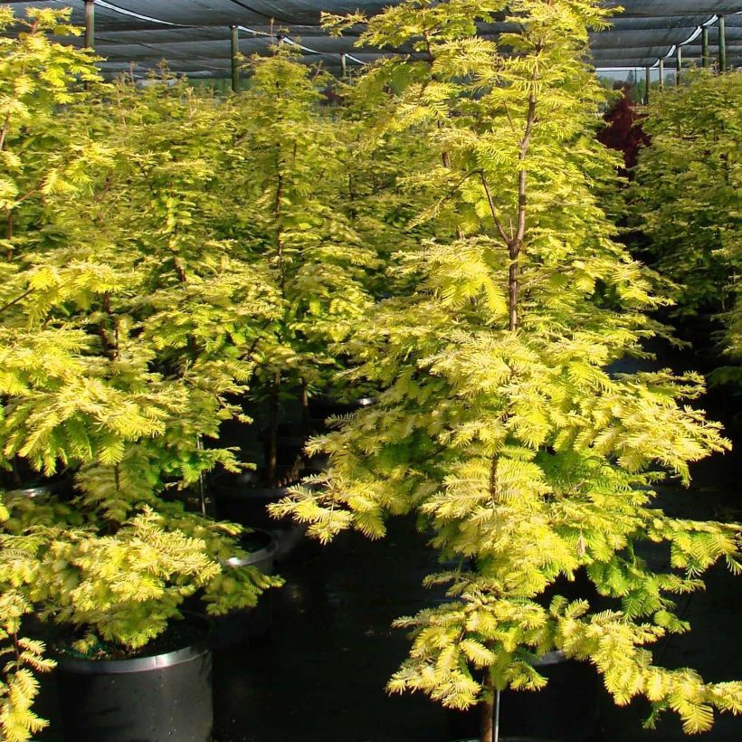 Metasequoia glyptostroboides Gold Rush - Urweltmammutbaum (Plant habit)