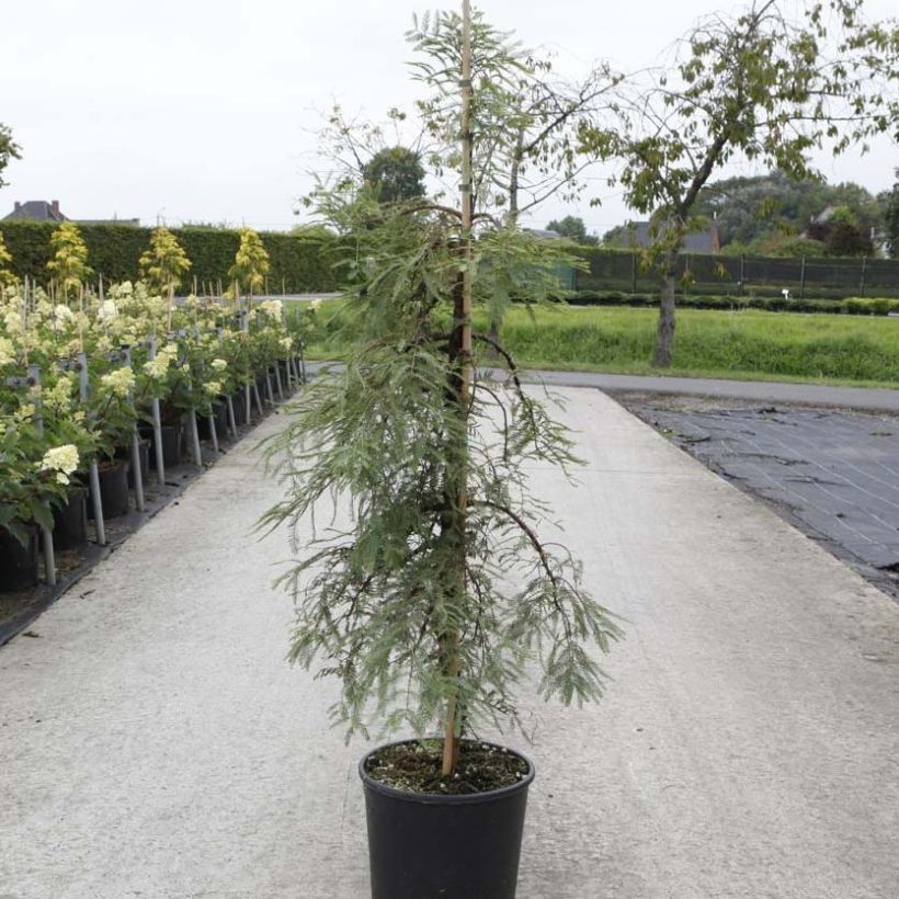 Metasequoia glyptostroboides Miss Grace - Urweltmammutbaum (Wuchs)
