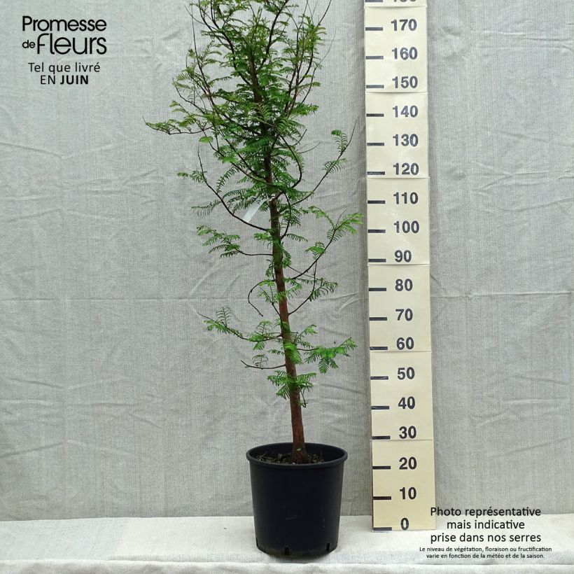 Example of Metasequoia glyptostroboides - Urweltmammutbaum Topf mit 18L/20L as you get in printemps