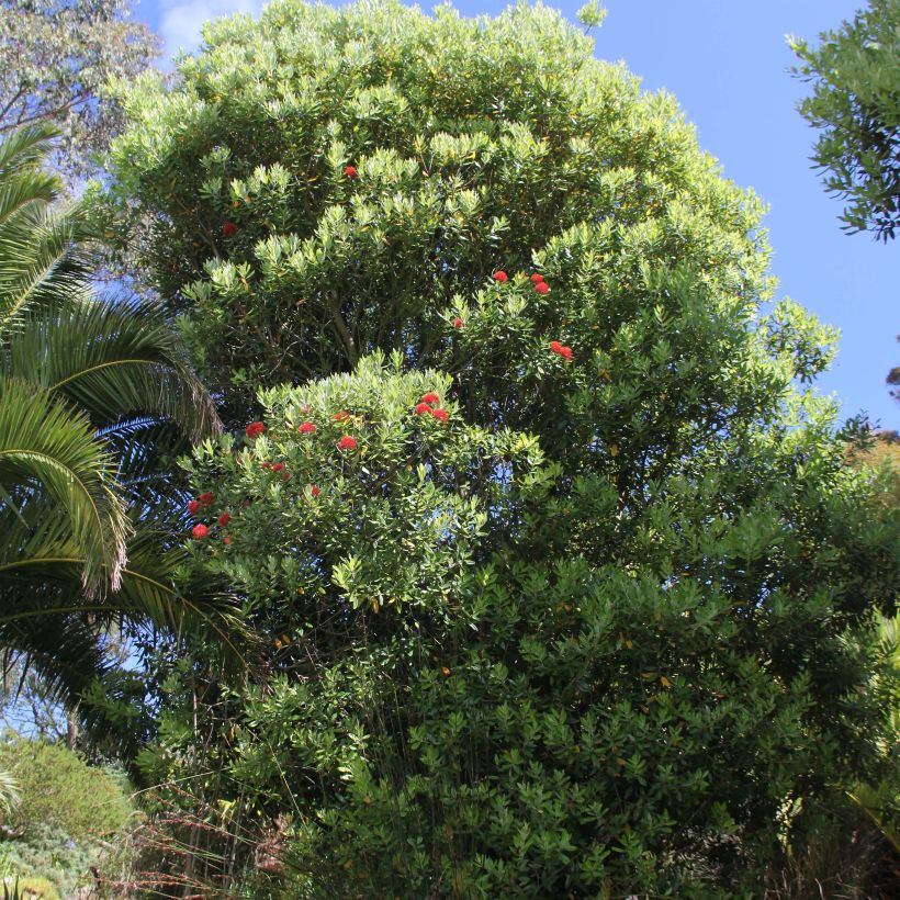 Metrosideros Mistral - Eisenholzbaum (Plant habit)