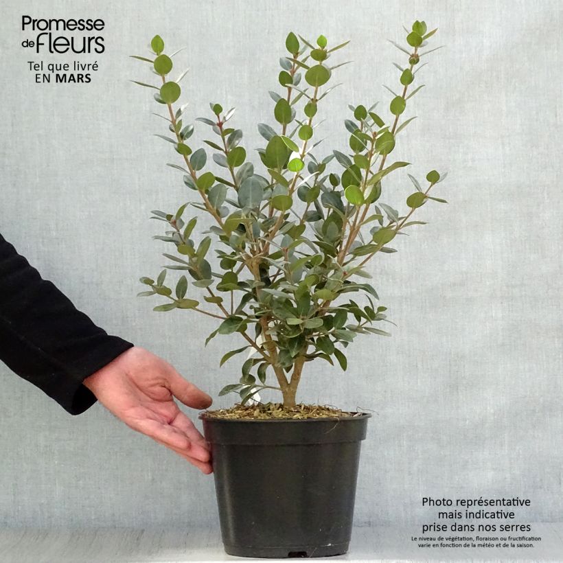 Example of Metrosideros Mistral - Eisenholzbaum Topf mit 4L/5L as you get in printemps