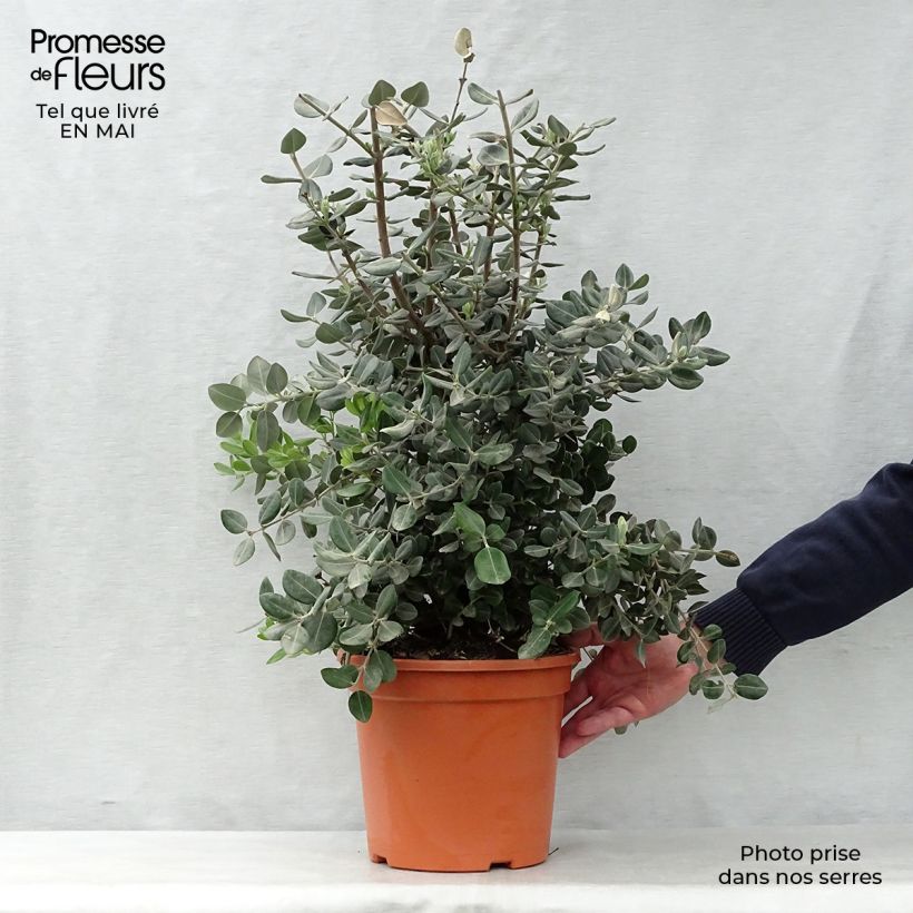 Example of Metrosideros excelsa - Neuseeländischer Eisenholzbaum Topf mit 7,5L/10L as you get in printemps