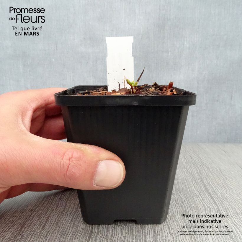 Example of Bärwurz - Meum athamanticum Kleine Töpfe von 8/9 cm as you get in printemps