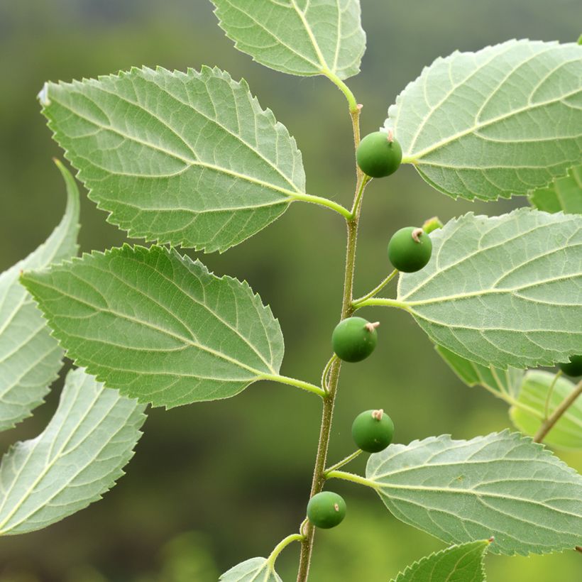 Celtis occidentalis - Micocoulier de Virginie (Ernte)