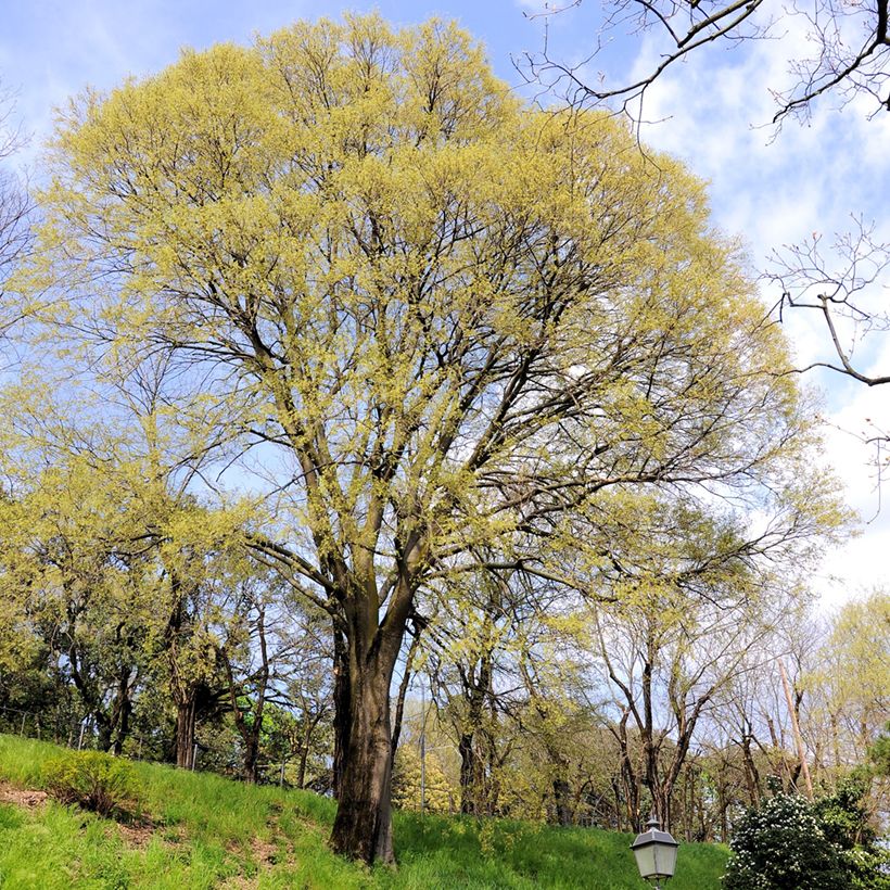 Celtis occidentalis - Micocoulier de Virginie (Wuchs)