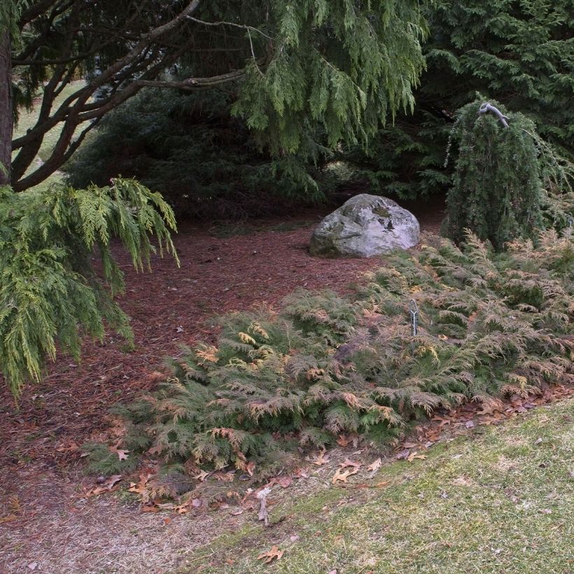 Microbiota decussata Fuzzball - Zwerglebensbaum (Wuchs)