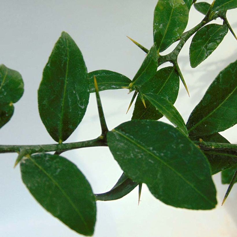 Fingerlimette Verde - Microcitrus australasica (Laub)