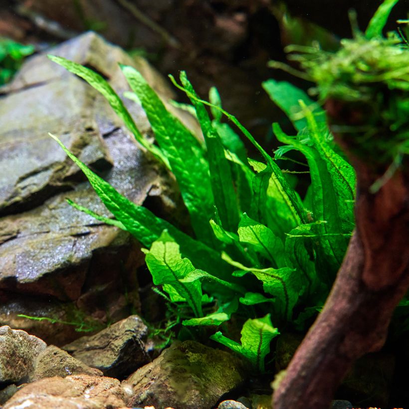 Javafarn - Microsorum pteropus (Wuchs)