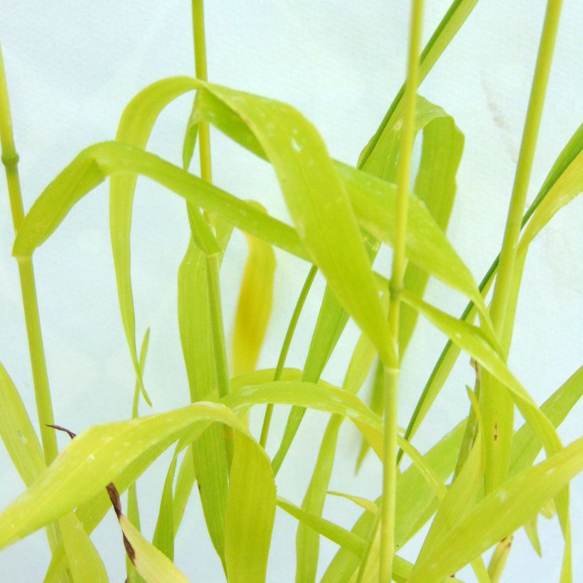 Milium effusum Aureum - Flattergras (Foliage)