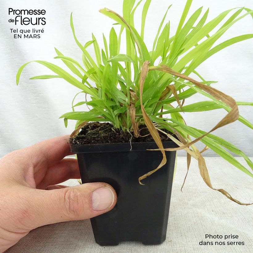 Example of Milium effusum Aureum - Flattergras Kleine Töpfe von 8/9 cm as you get in printemps