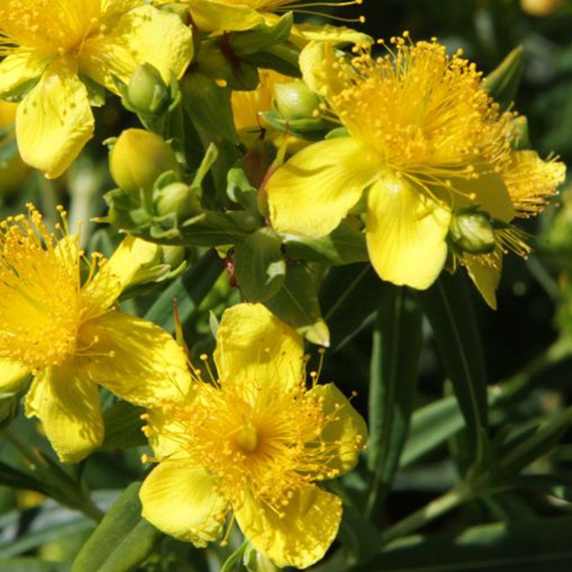 Hypericum kalmianum Sunny Boulevard - Johanniskraut (Flowering)