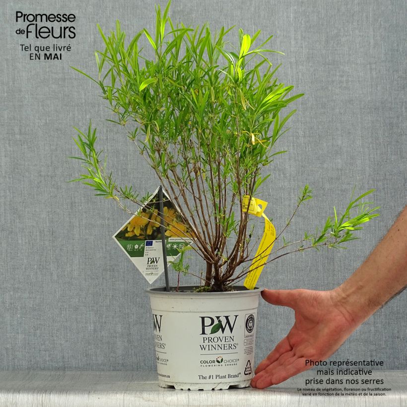 Example of Hypericum kalmianum Sunny Boulevard - Johanniskraut Topf mit 2L/3L as you get in printemps