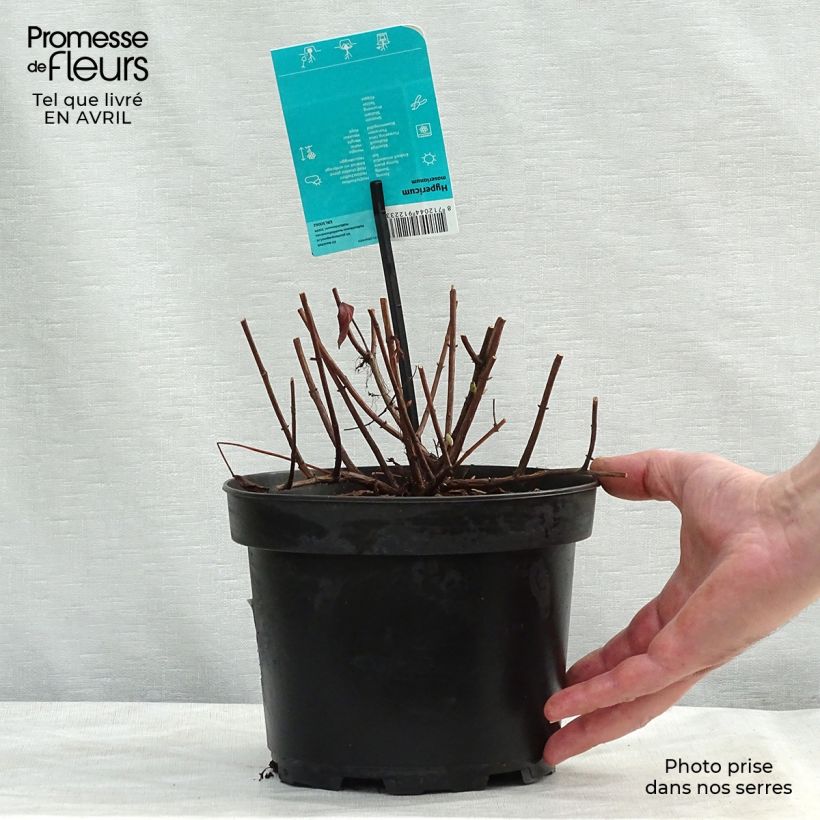 Exemplar von Hypericum moserianum - Johanniskraut Topf mit 2L/3L wie im Frühjahr geliefert