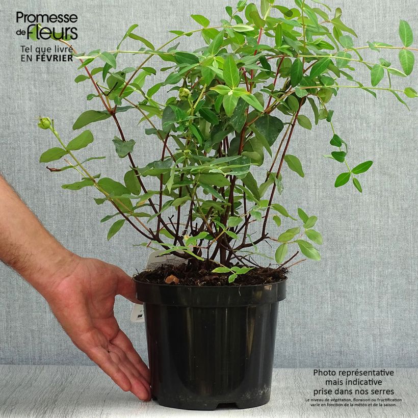 Exemplar von Hypericum moserianum - Johanniskraut Topf mit 2L/3L wie im Herbst geliefert