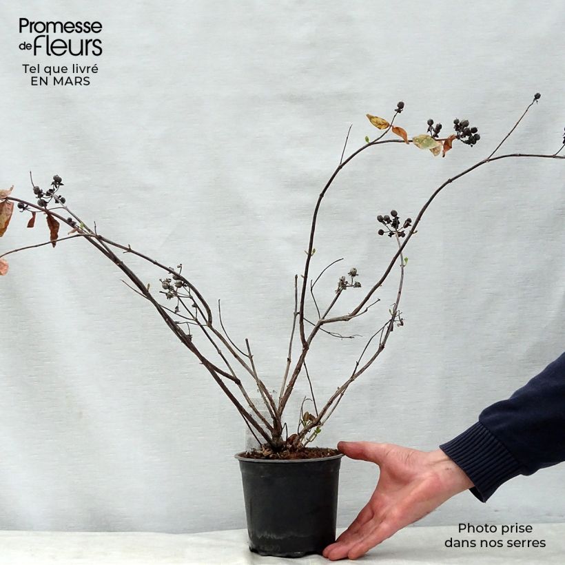 Exemplar von Hypericum Magical White - Johanniskraut Topf mit 1,5L/2L wie im Frühjahr geliefert