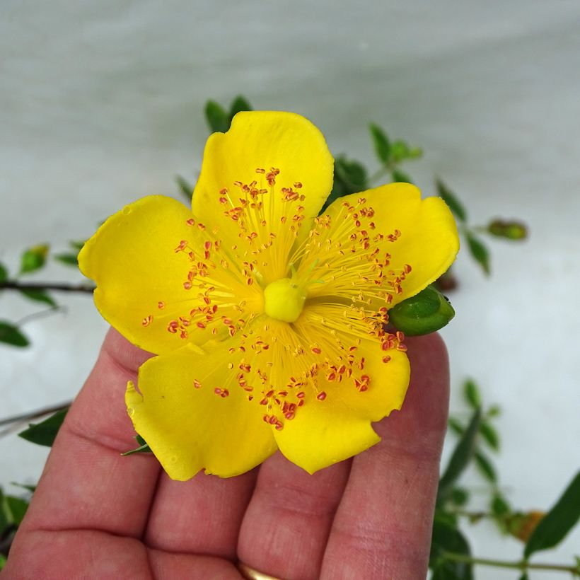 Hypericum moserianum Tricolor - Johanniskraut (Flowering)