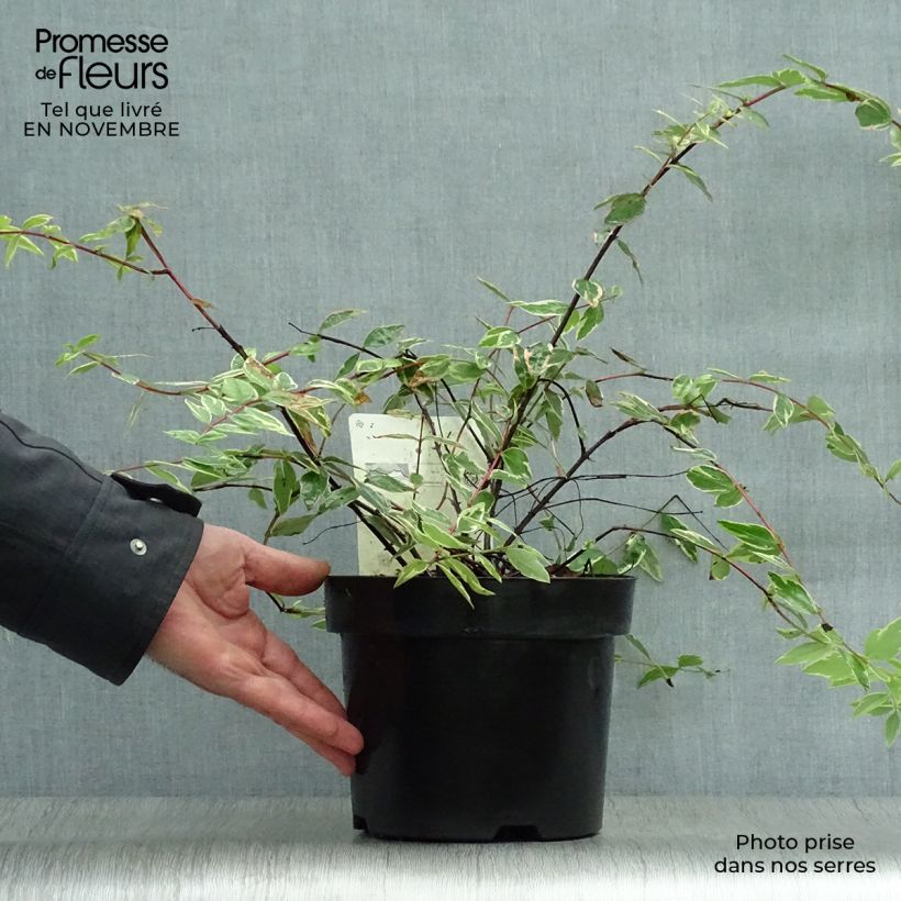 Exemplar von Hypericum moserianum Tricolor - Johanniskraut Topf mit 3L/4L wie im Herbst geliefert