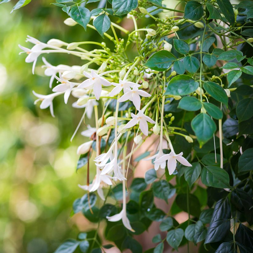 Jasminbaum - Millingtonia hortensis (Flowering)