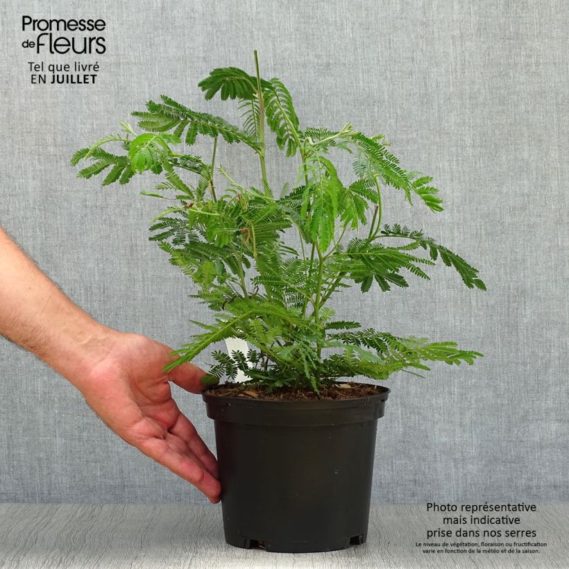 Exemplar von Acacia dealbata - Silber-Akazie Topf mit 2L/3L wie im Sommer geliefert