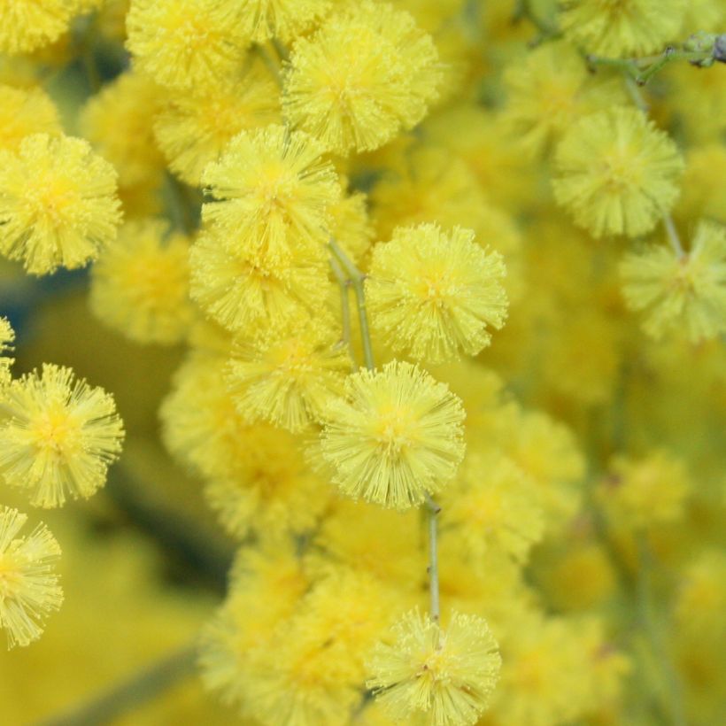 Acacia howittii Clair De Lune - Akazie (Flowering)