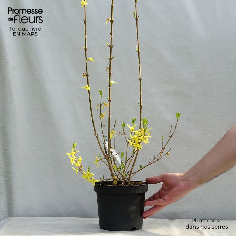 Example of Goldglöckchen Lynwood - Forsythie Topf mit 2L/3L as you get in printemps
