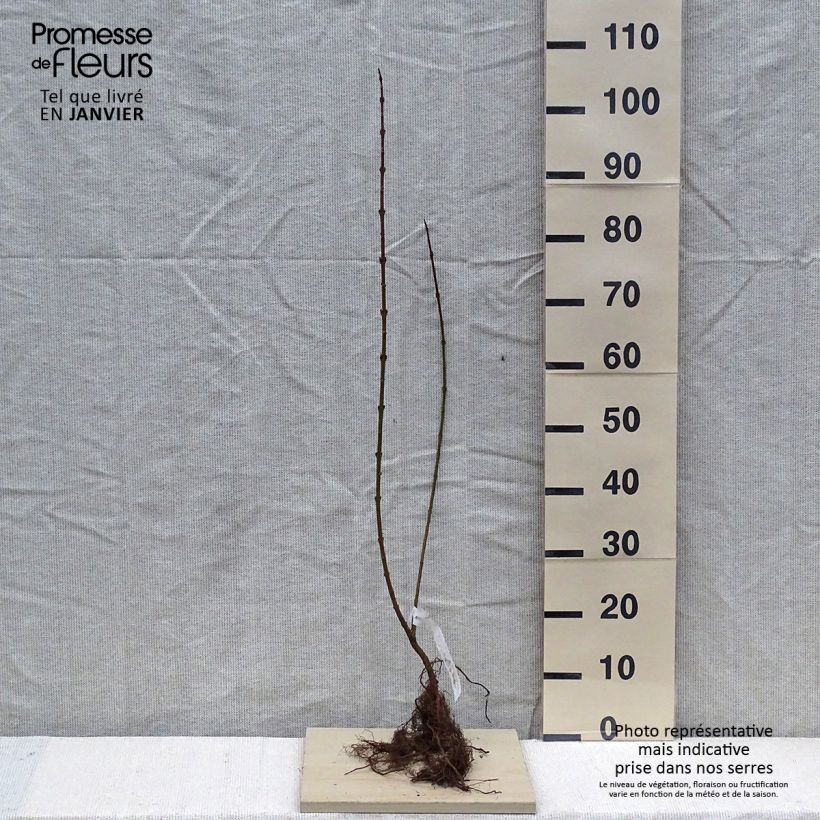 Example of Goldglöckchen Lynwood - Forsythie Wurzelnackt, Strauch as you get in hiver