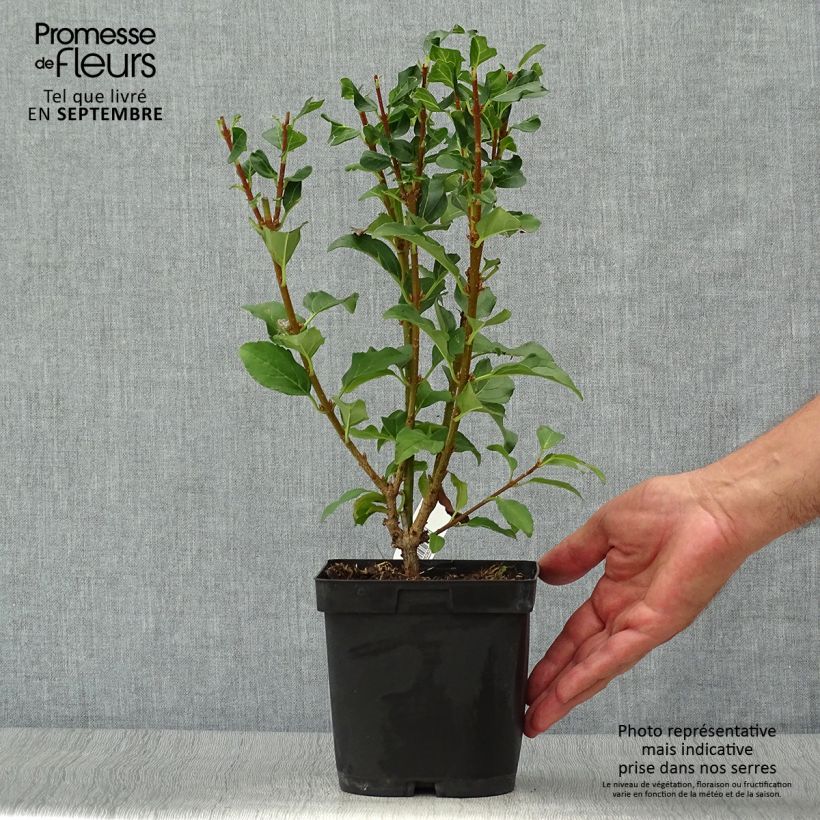 Exemplar von Goldglöckchen Mindor - Forsythie Topf mit 2L/3L wie im Herbst geliefert