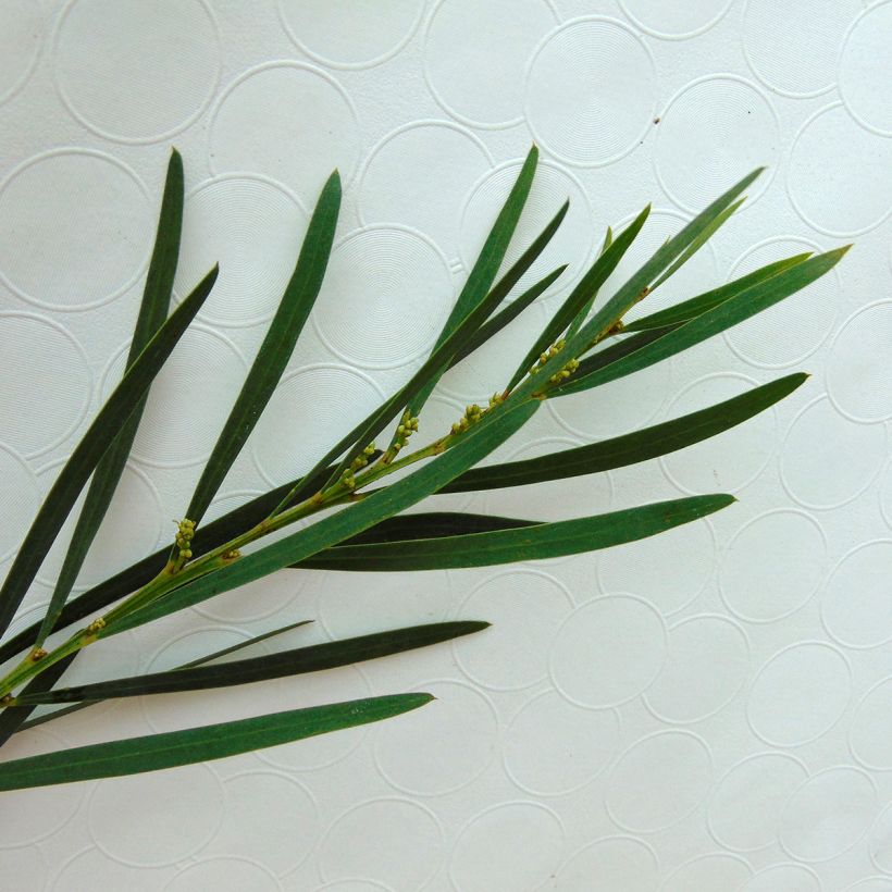 Acacia retinodes Lisette - Akazie (Foliage)
