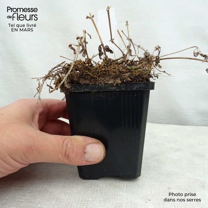 Exemplar von Rotgefleckte Gauklerblume - Mimulus luteus Kleine Töpfe von 8/9 cm wie im Frühjahr geliefert