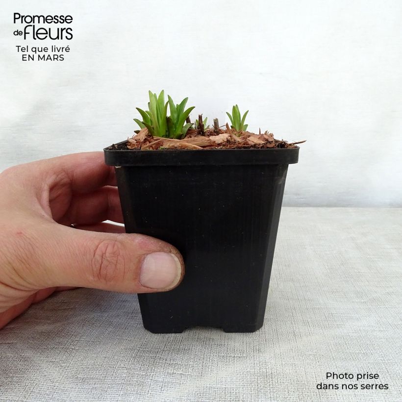 Exemplar von Blaue Gauklerblume - Mimulus ringens Kleine Töpfe von 8/9 cm wie im Frühjahr geliefert