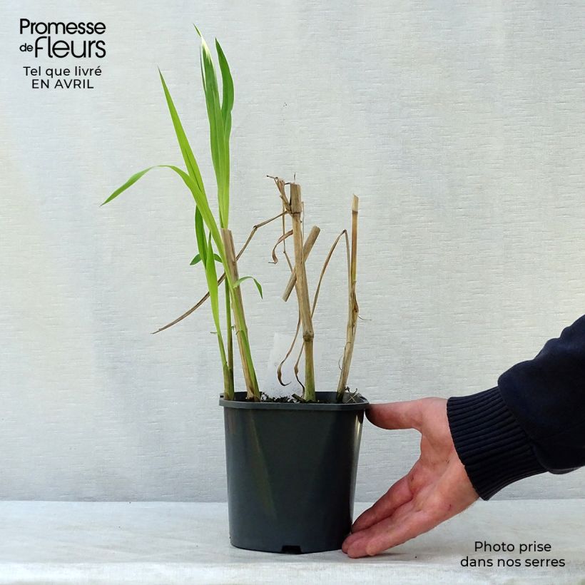 Example of Riesen-Chinaschilf - Miscanthus giganteus Topf mit 2L/3L as you get in printemps