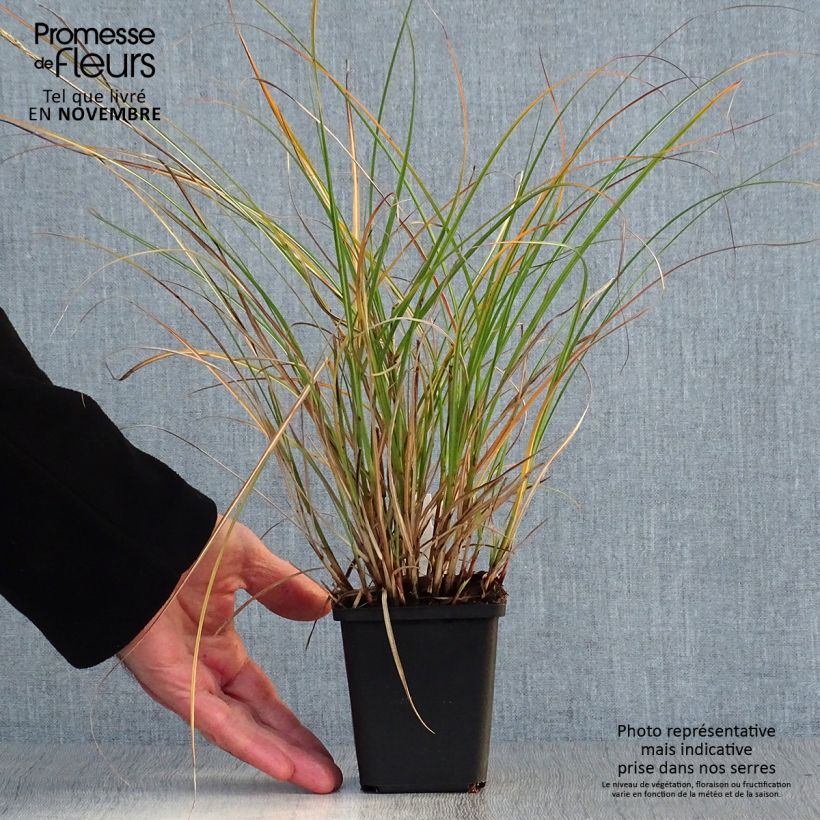 Exemplar von Chinaschilf Adagio - Miscanthus sinensis Kleine Töpfe von 8/9 cm wie im Herbst geliefert
