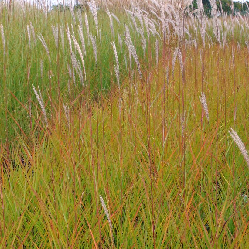 Chinaschilf Afrika - Miscanthus sinensis (Wuchs)