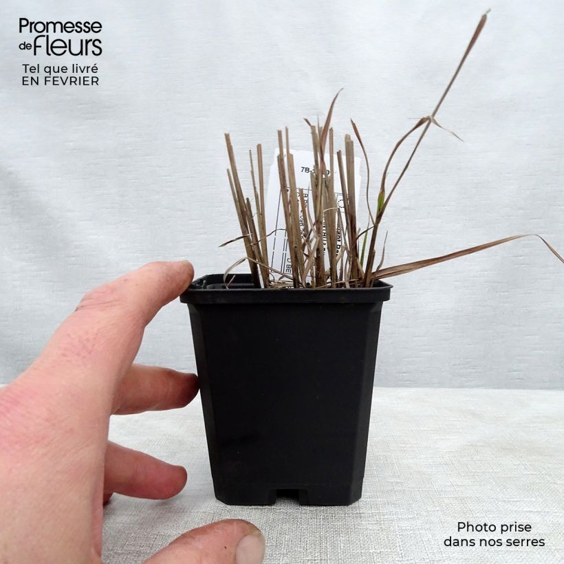 Exemplar von Chinaschilf Afrika - Miscanthus sinensis Kleine Töpfe von 8/9 cm wie im Winter geliefert