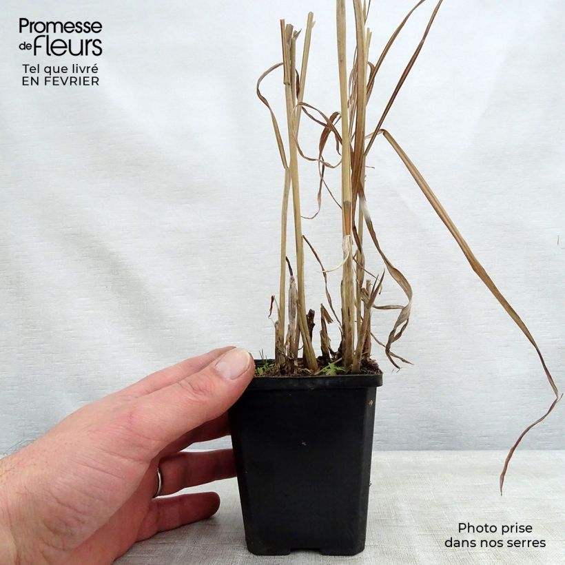 Exemplar von Chinaschilf August Feder - Miscanthus sinensis Kleine Töpfe von 8/9 cm wie im Winter geliefert