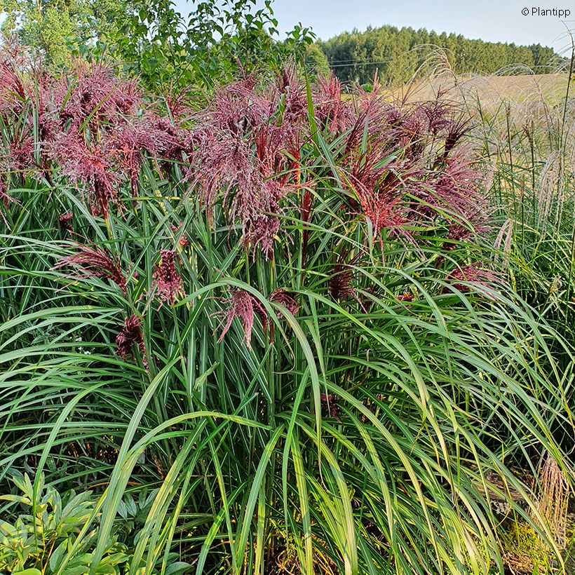Chinaschilf Boucle - Miscanthus sinensis (Wuchs)